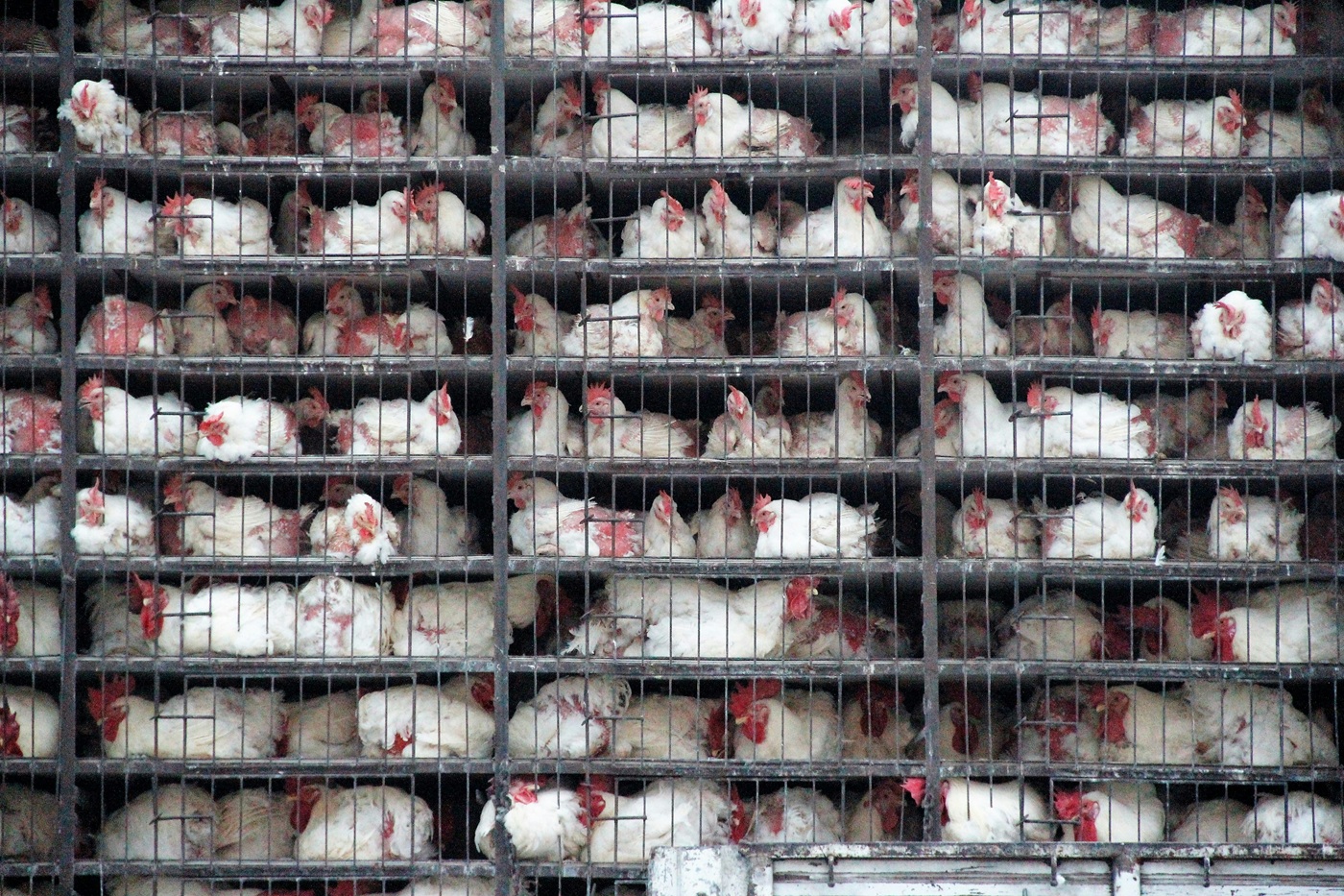 Antropocenas: vištos, plastikas ir žmogaus pėdsakas Žemėje